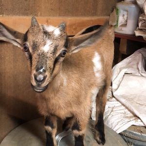 Meet your Posher, Tiffany